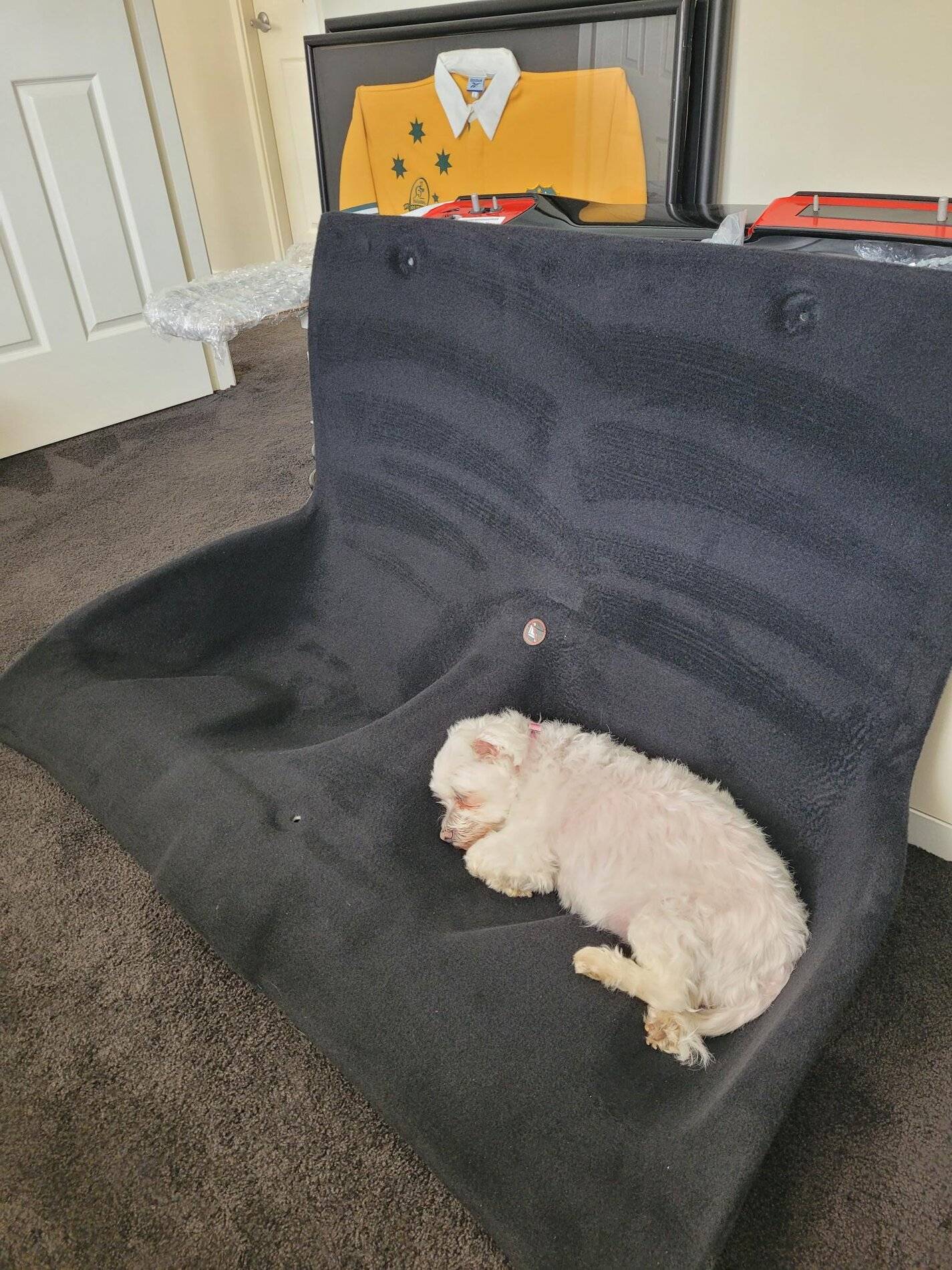 Dog rear seat delete.jpg