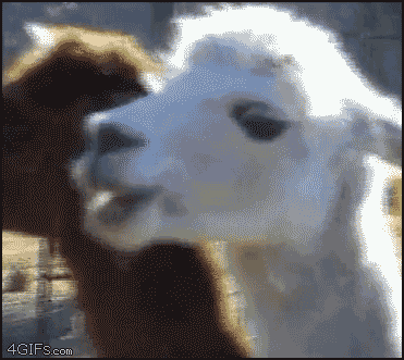 94C67EA8-C68A-4211-AE45-89DD019998A6.gif