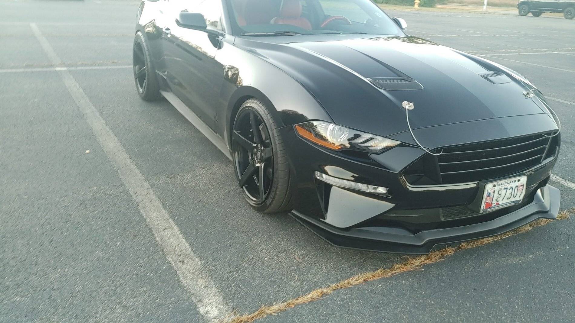mustang2.jpg
