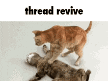 1637155975981.gif