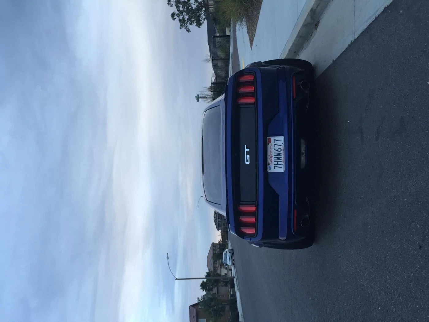 mustang 4.webp