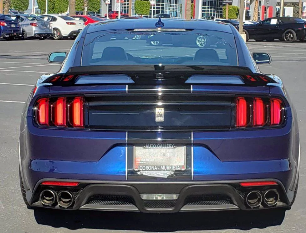shelby3.webp
