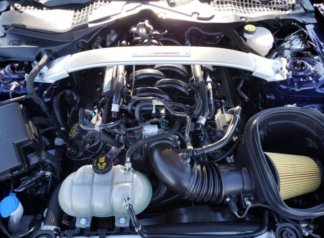 shelby7.JPG