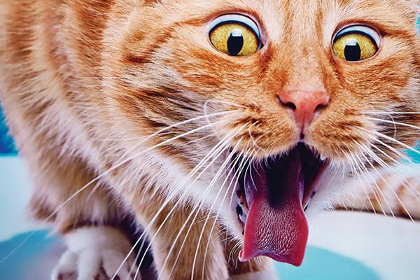 Cat-coughing-up-hairball.jpg