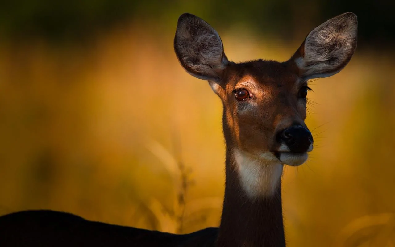 wildlife1-X2.webp