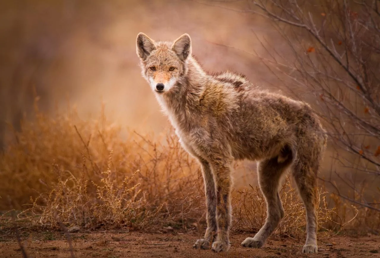 wildlife4-X2.webp