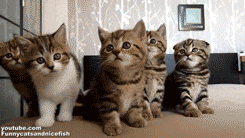 Qv1X.gif