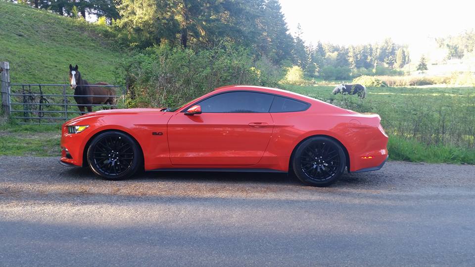 Mustangs.jpg