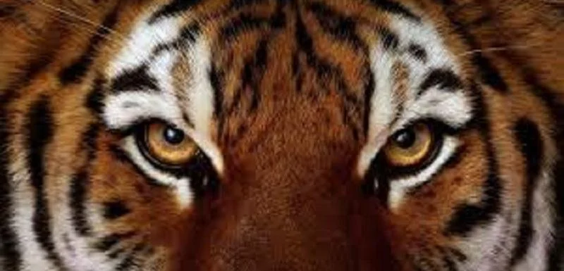 Bengal Eyes.webp