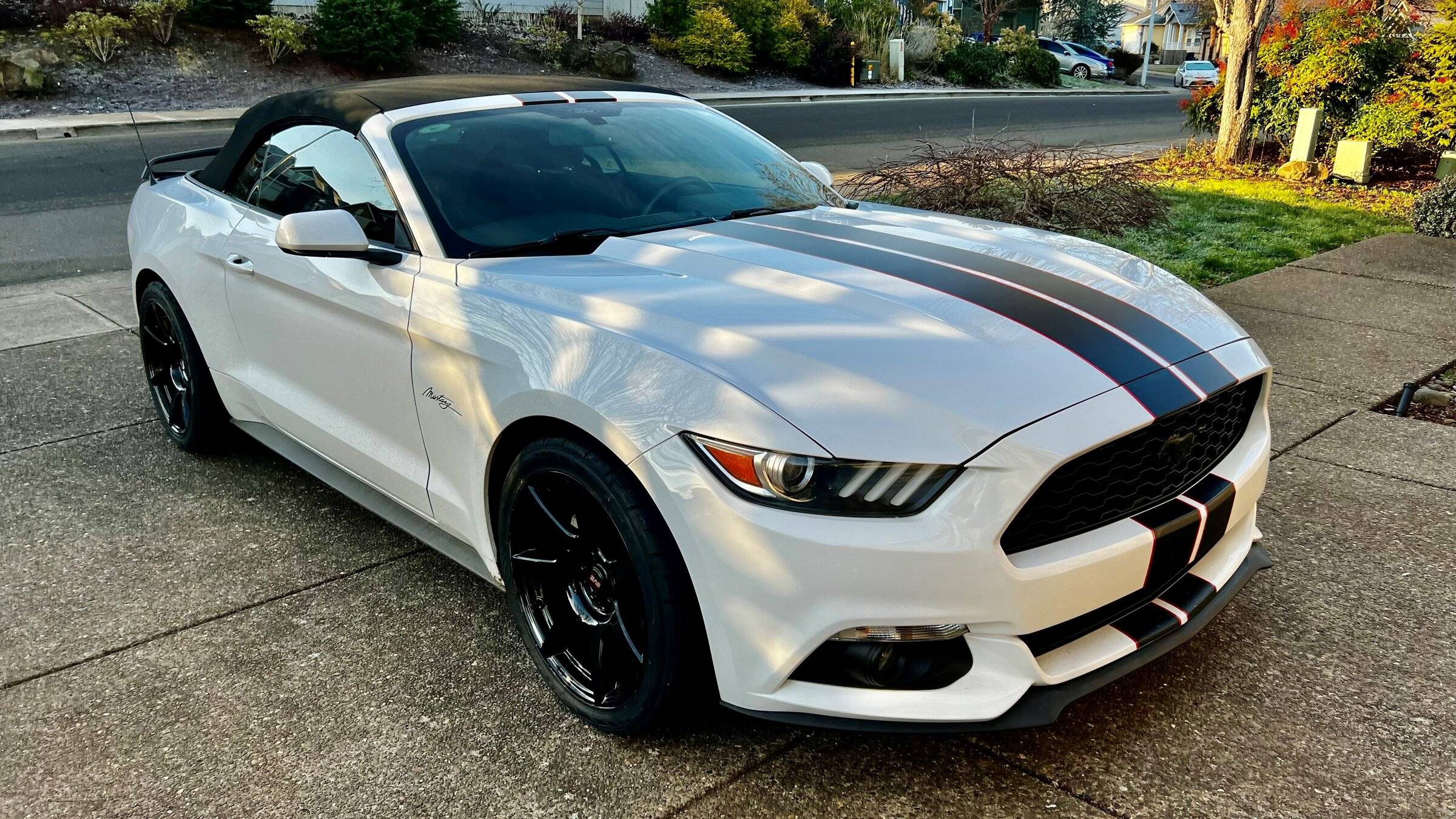 mustang 89.jpg