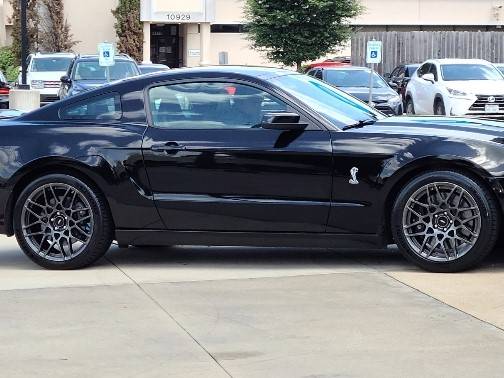 shelby 1+.jpg