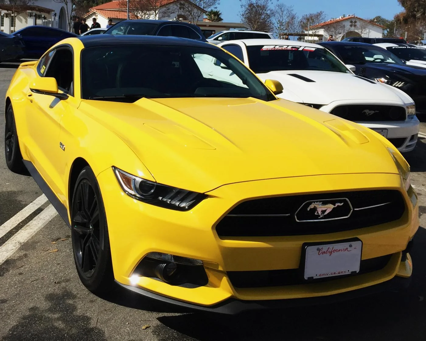 Mustang.webp