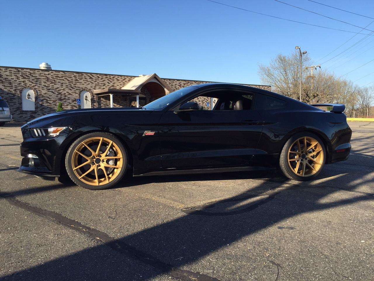 stang3.JPG