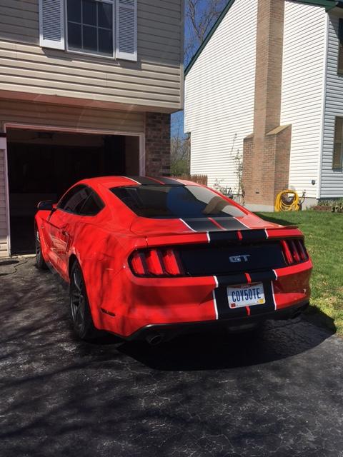 stripes back.jpg