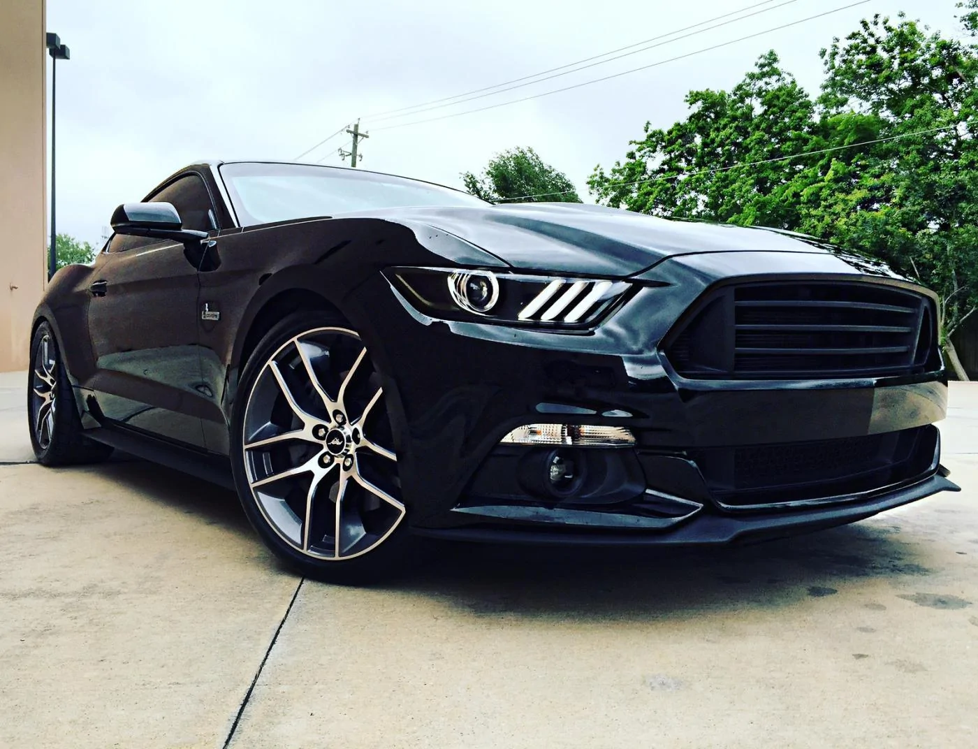 mustang3.webp