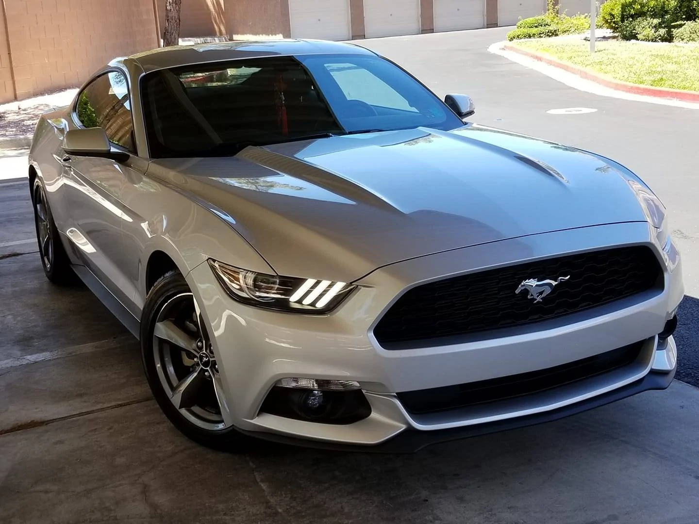 Mustang Front.webp