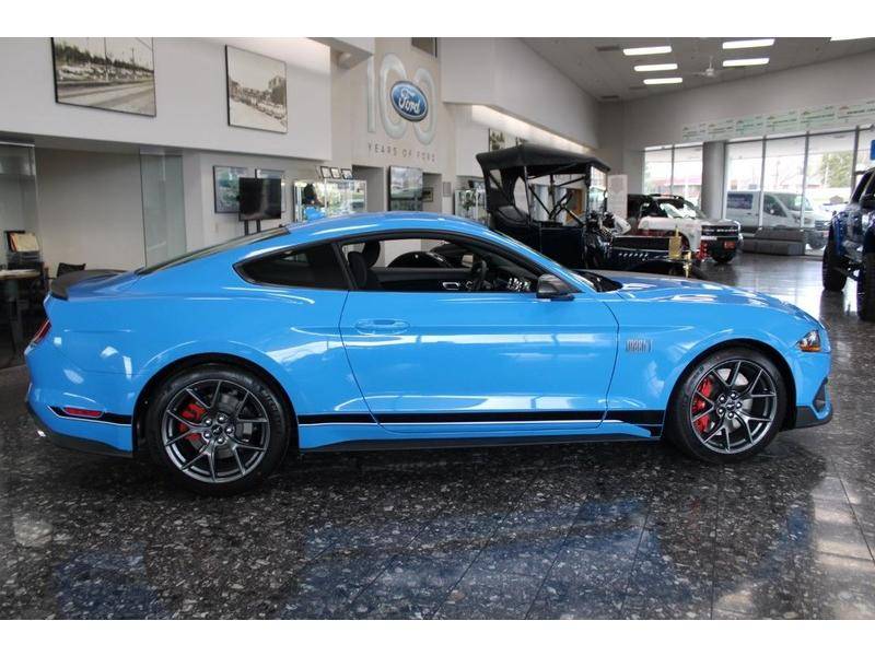 モットクマ　青　ブルー レプタイルズマグ ブルー ポイズンダートフロッグ REPTILES MAG BLUE