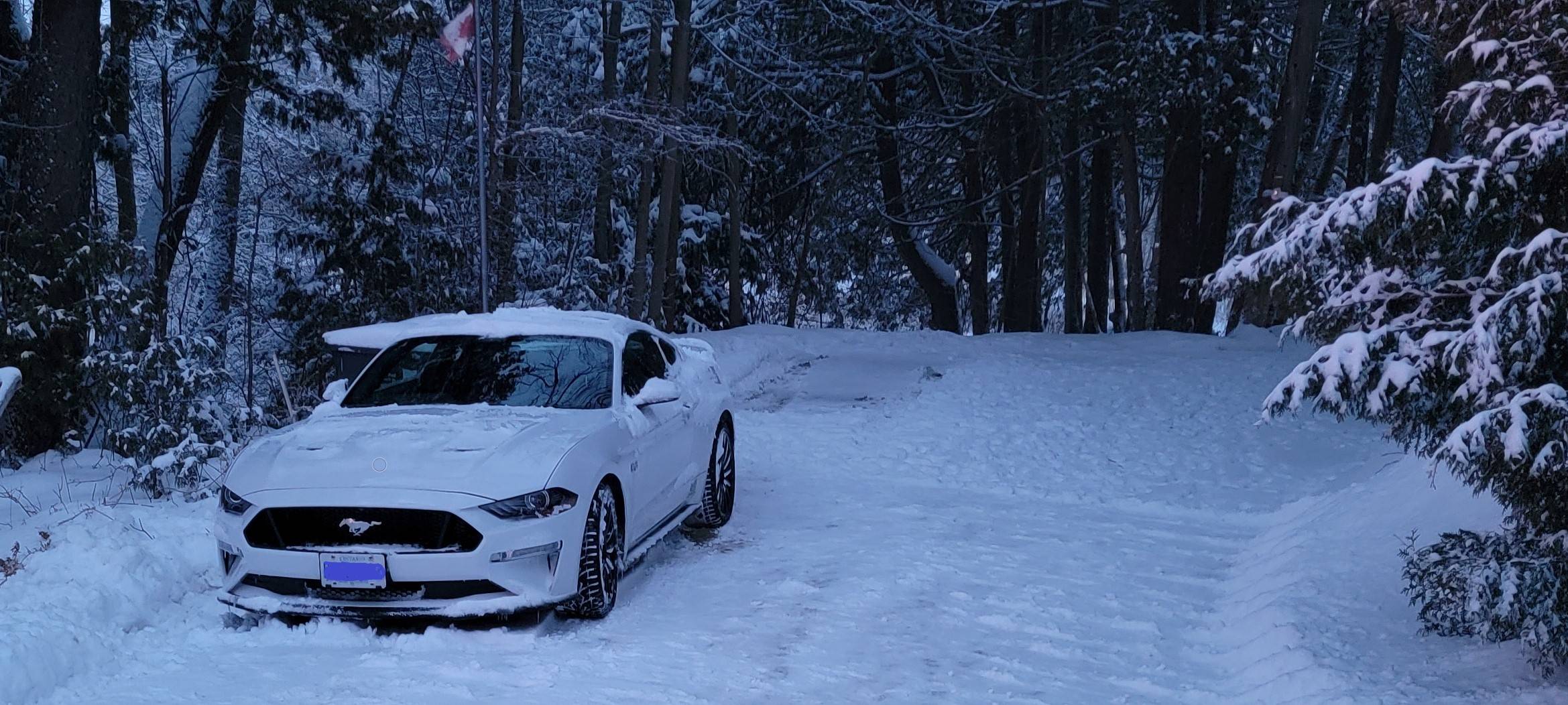 Mustang Winter 1.jpg
