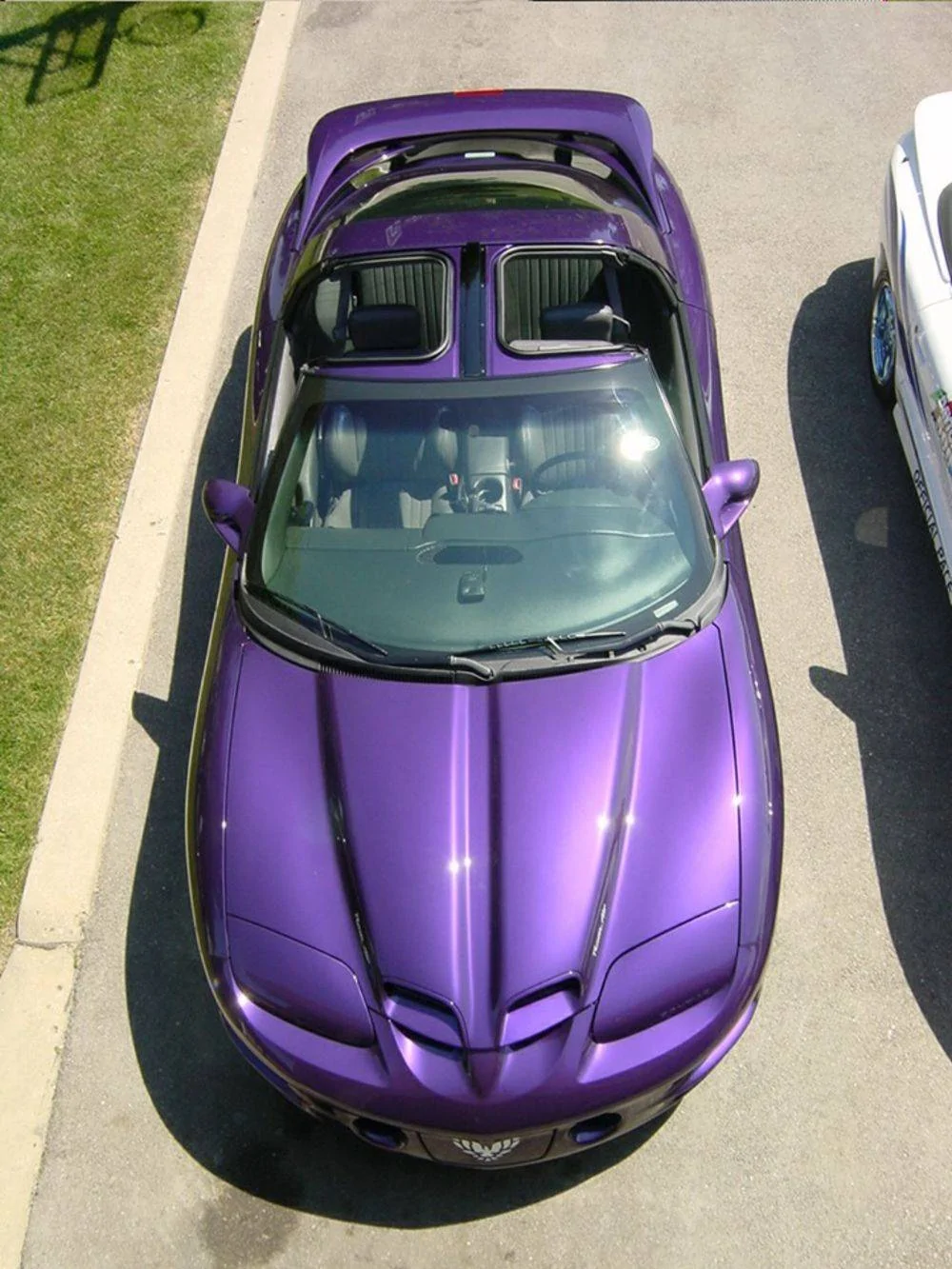 purple1.webp