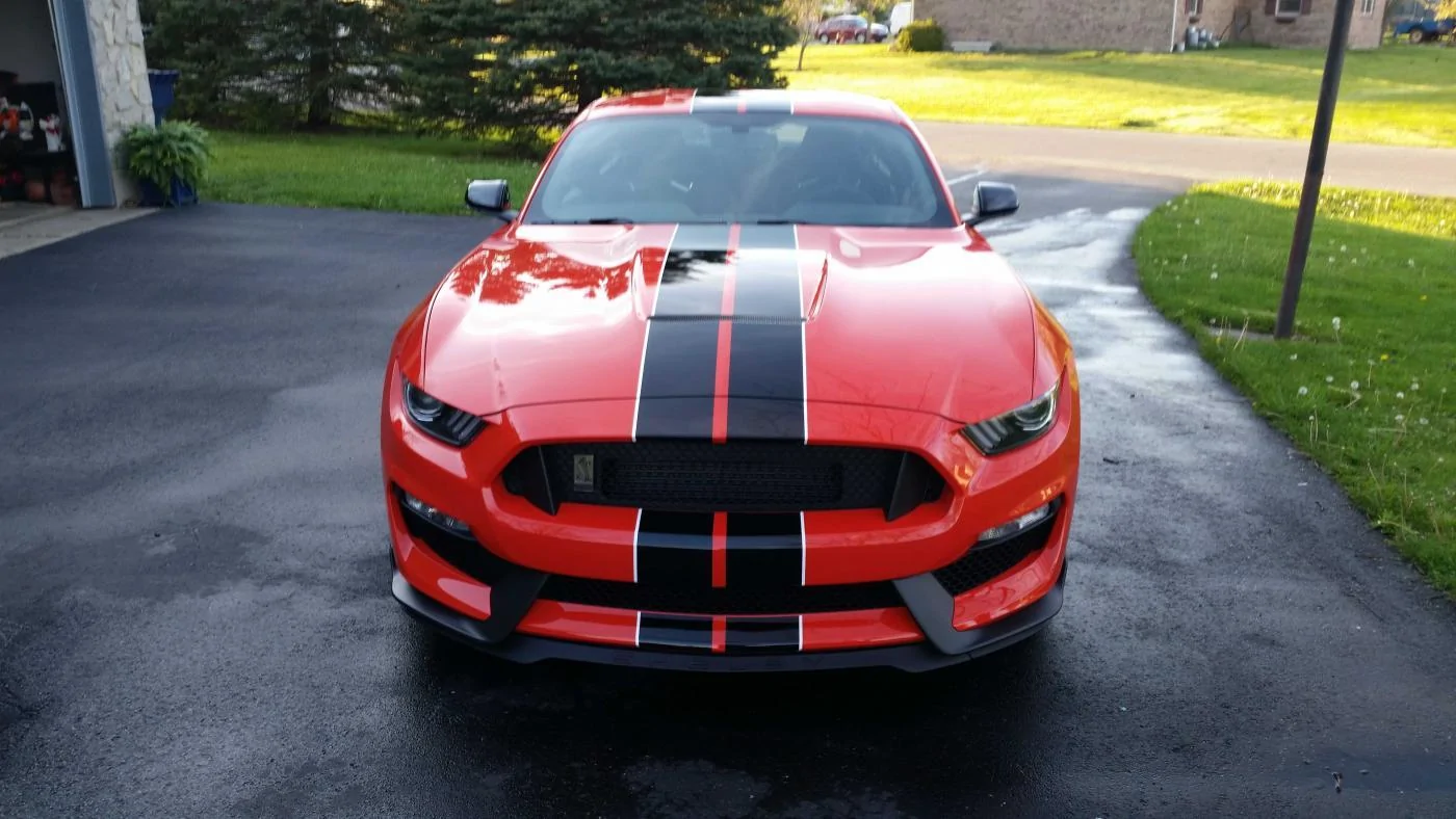 shelby2.webp