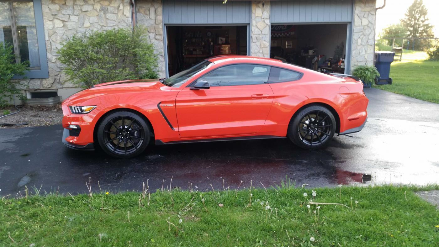shelby3.jpg