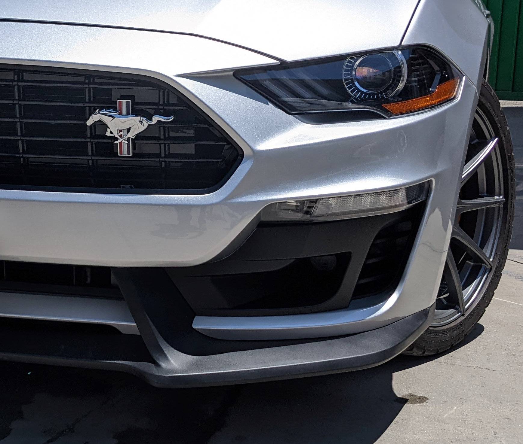 shelby 5.jpg