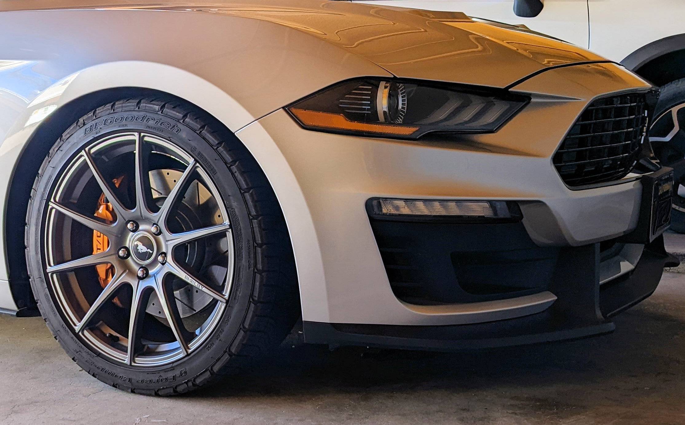 shelby 1.jpg