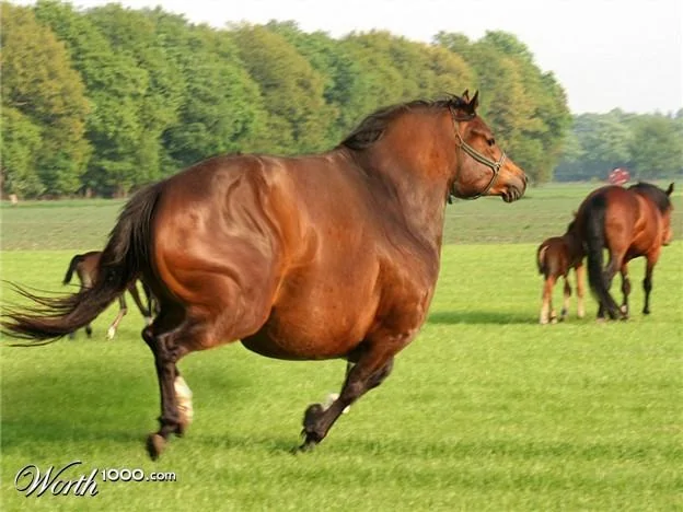 image.webp