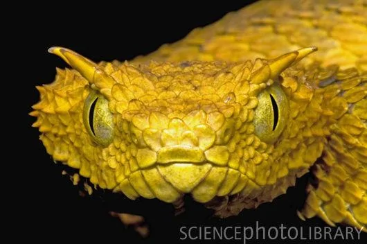 1462818889.Z7850336-Usambara_Eyelash_Bush_Viper-SPL.webp
