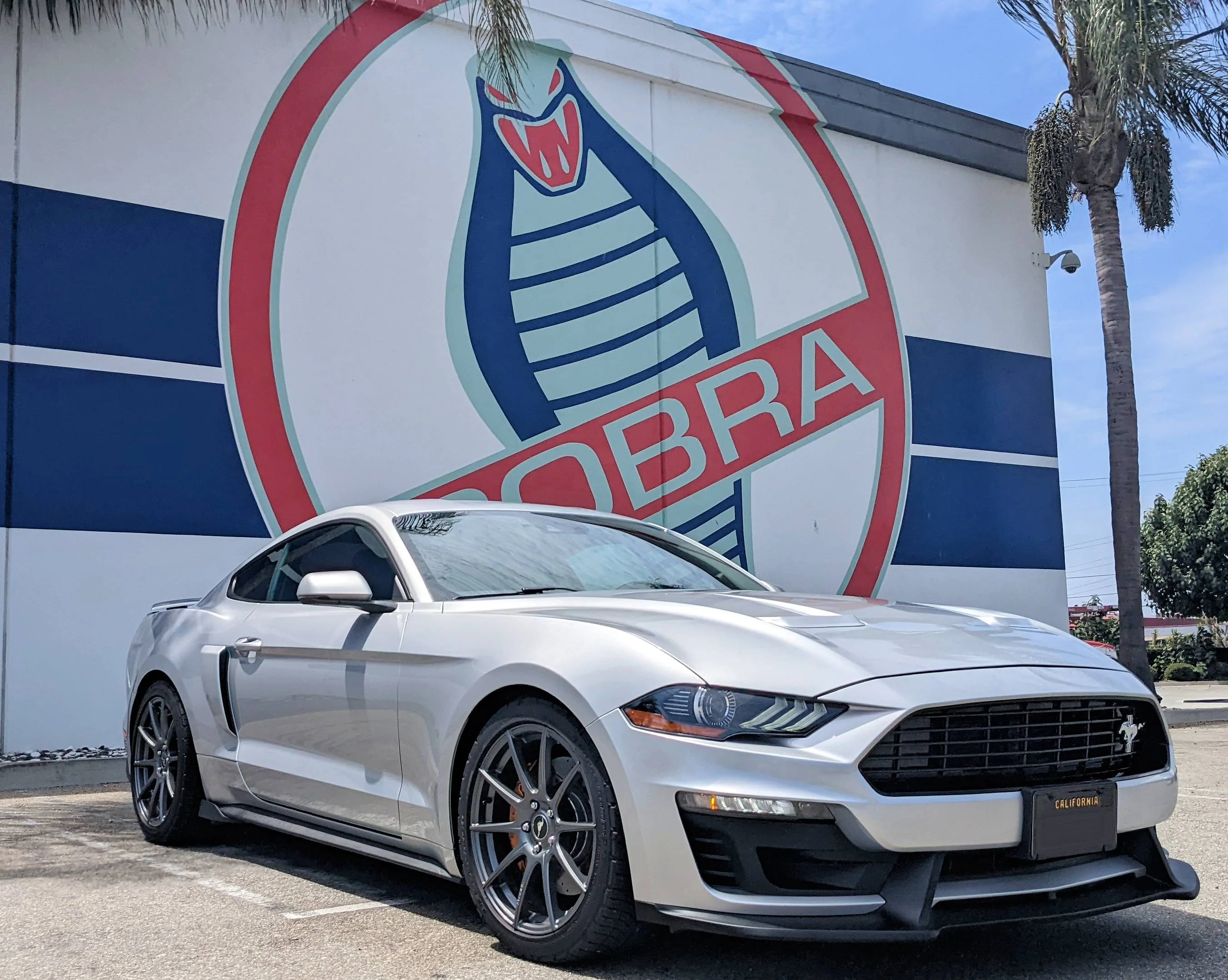 cobra 2.webp