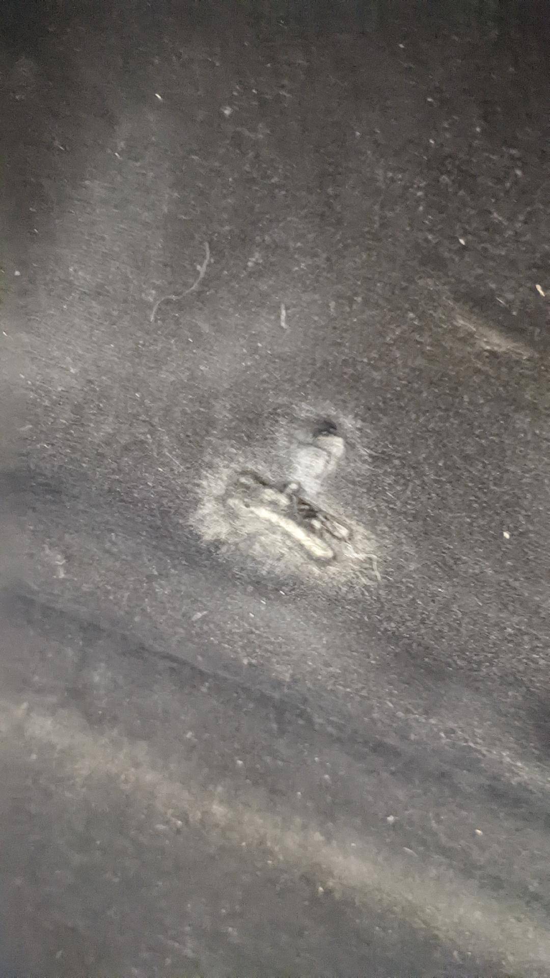 hood liner.jpg