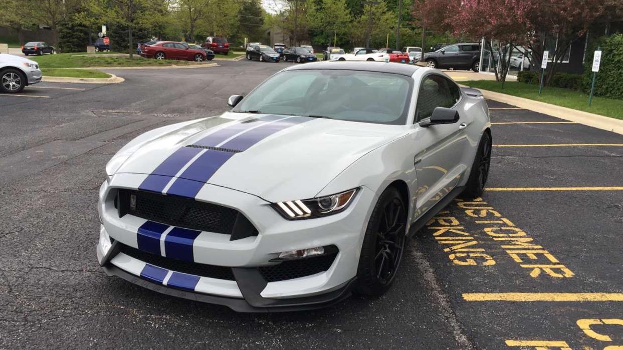 1463448811.shelby2.jpg