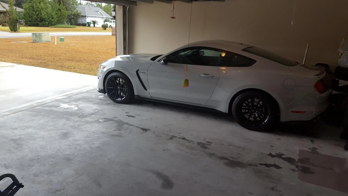 Shelby2.webp