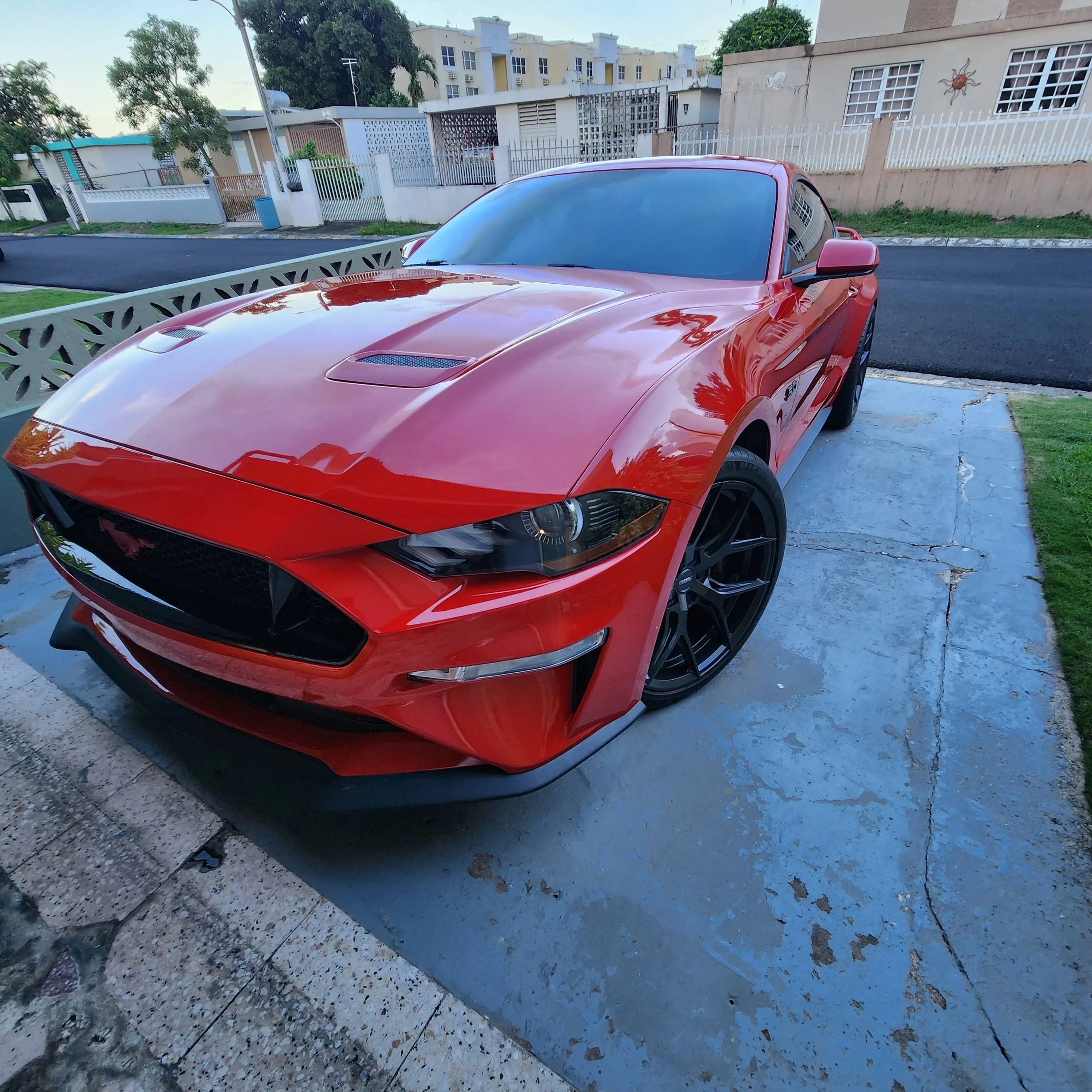 Mustang.webp