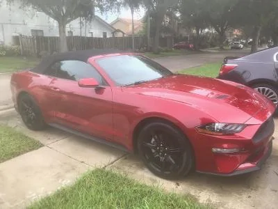 Mustang.webp