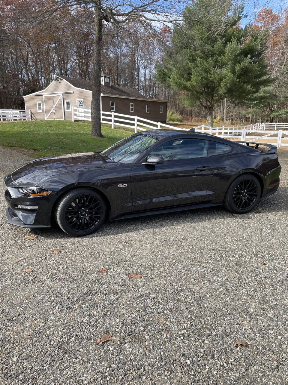 mustang.jpg