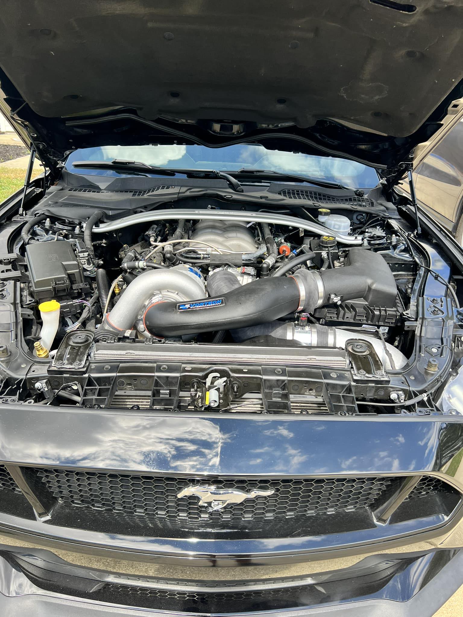 mustang.jpg