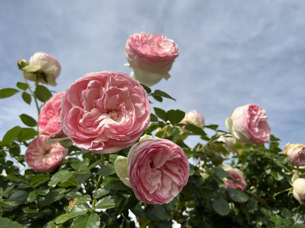 IMG-5776.webp