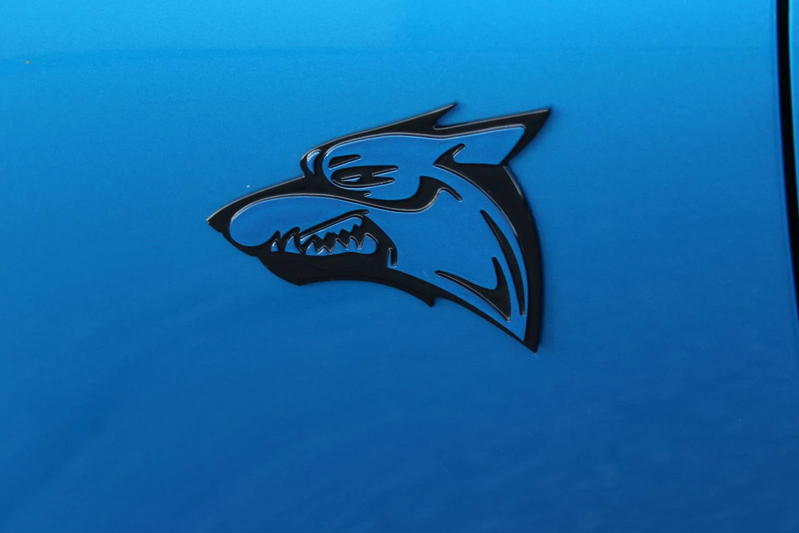 coyote.webp