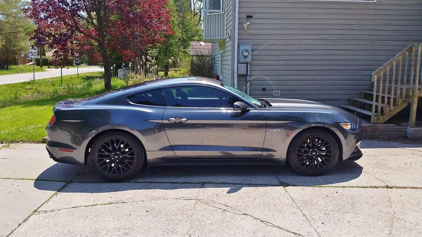 mustang 2.jpg