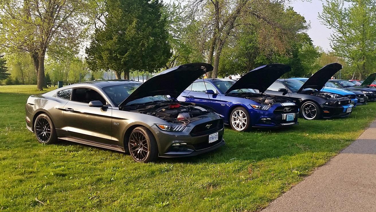 mustang 4.jpg