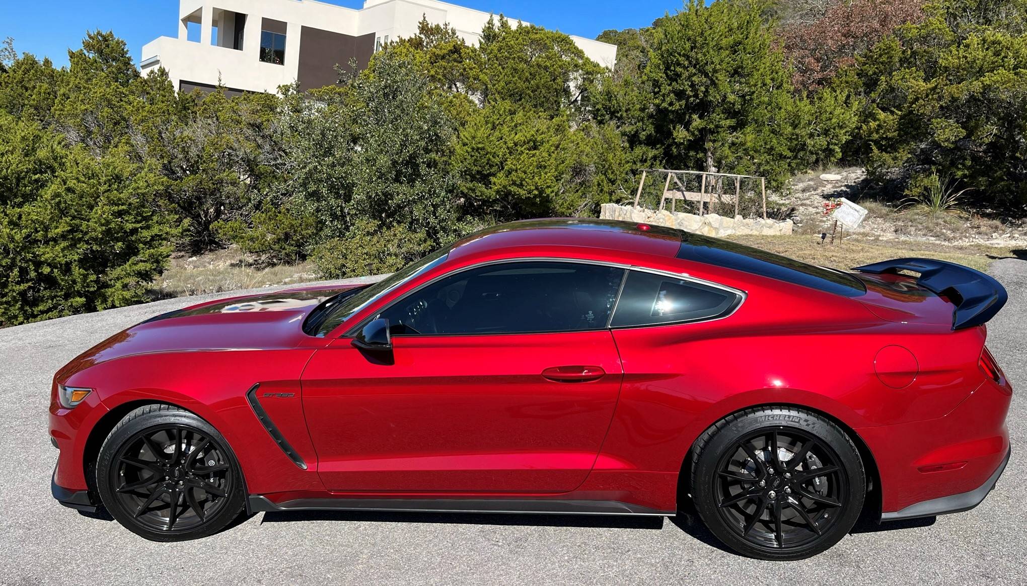 Shelby Close Up 1.jpeg