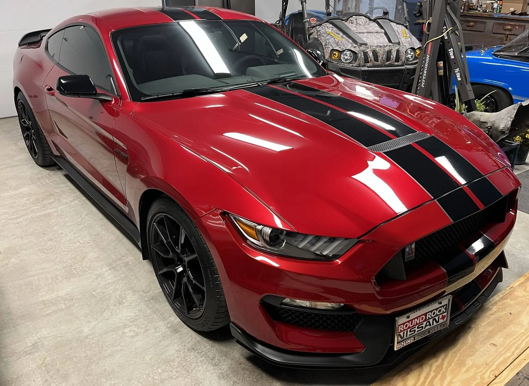 Shelby Close Up 2.webp