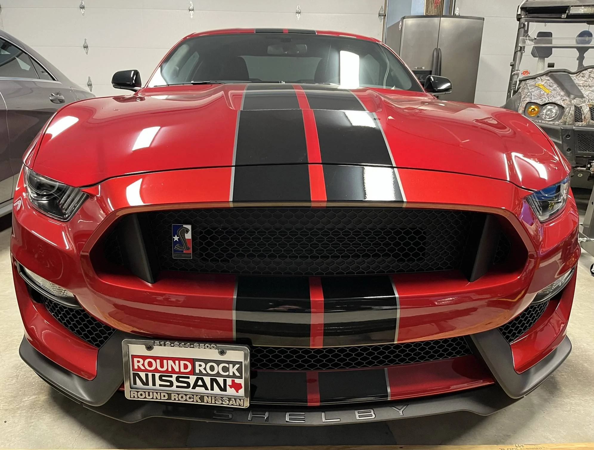 Shelby Close Up 3.webp