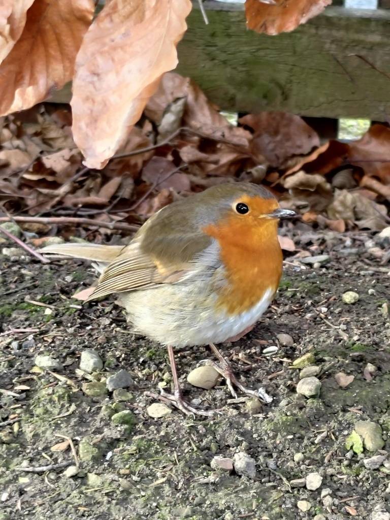 Robin.jpg