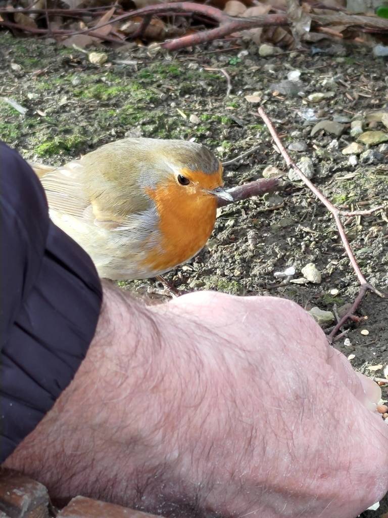 Robin 2.jpg