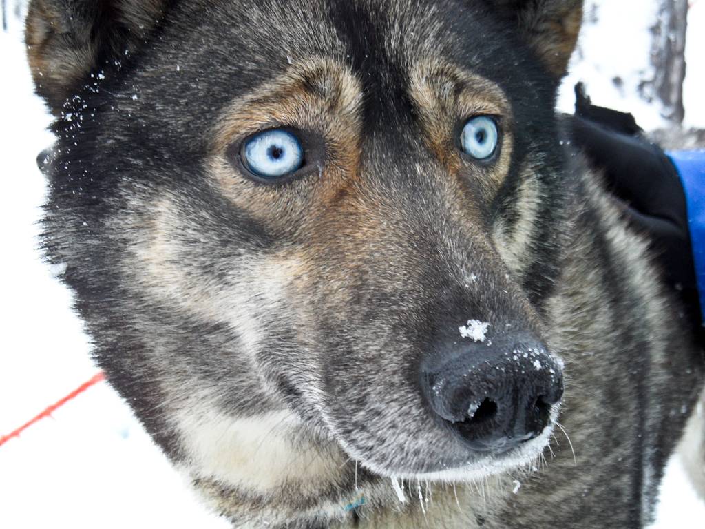 Huskies_25.jpg
