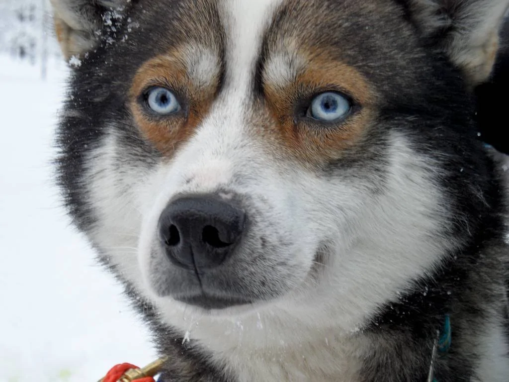 Huskies_24.jpg