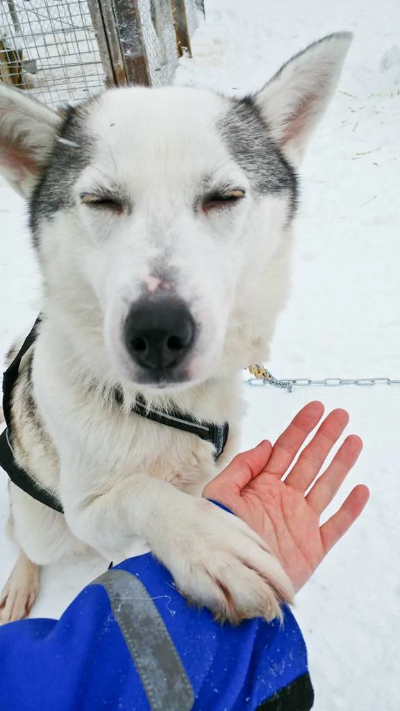 Huskies_3.jpg