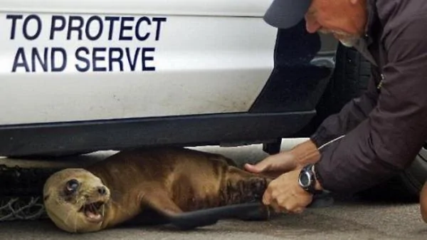 small_sea lion under police car.webp